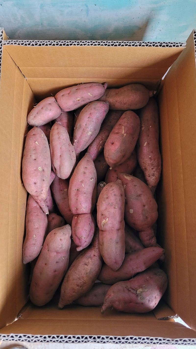 강화댁님의 장터 판매 상품 [강화 호박고구마] 첨부 사진