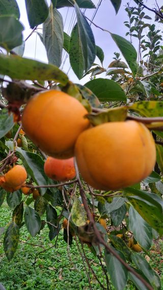 복주농장님의 자유주제 · 자유게시판 작성글 사진