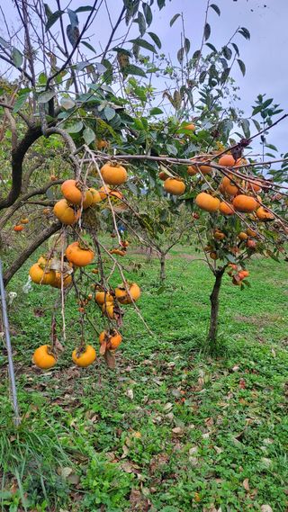 복주농장님의 자유주제 · 자유게시판 작성글 사진