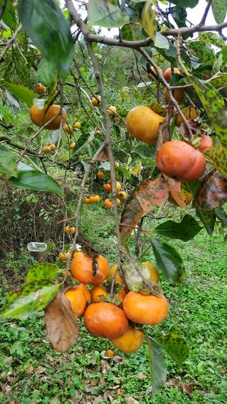 복주농장님의 자유주제 · 자유게시판 작성글 사진