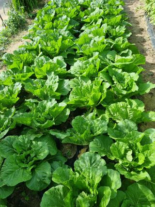 영애님의 자유주제 · 자유게시판 작성글 사진