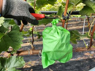 권오율님의 포도 · 자유게시판 작성글 사진