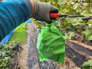 권오율님의 포도 · 자유게시판 작성글 사진