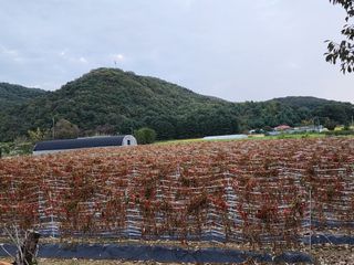 꽃순이네님의 고추 · 일상 작성글 사진