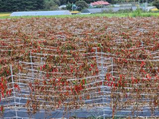 꽃순이네님의 고추 · 일상 작성글 사진