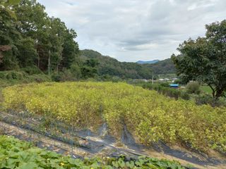 손종철님의 10월 농사 성적 자랑하기 · 참여글 작성글 사진