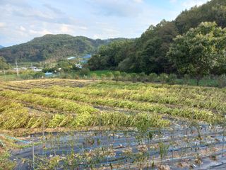 손종철님의 10월 농사 성적 자랑하기 · 참여글 작성글 사진