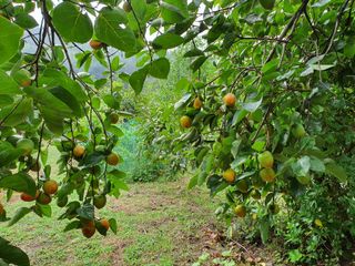 이미숙님의 기타작물 · 병해충상담 작성글 사진