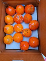 팜모닝 기타작물·병해충상담 게시글 이미지