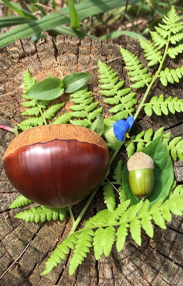 신연희님의 장터 판매 상품 [[판매완료] 부여알밤 4Kg] 첨부 사진