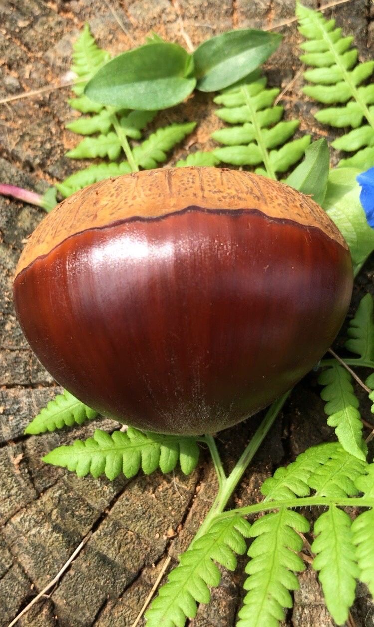 신연희님의 장터 판매 상품 [[판매완료] 부여알밤 4Kg] 첨부 사진