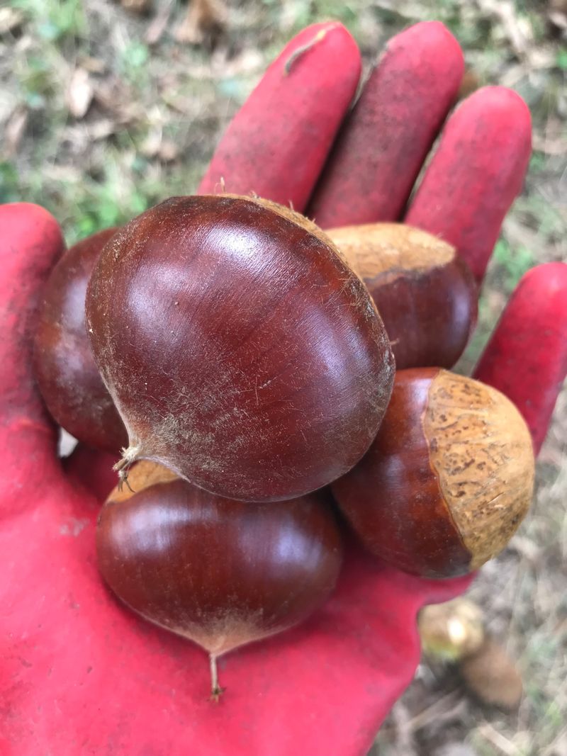 신연희님의 장터 판매 상품 [[판매완료] 부여알밤 4Kg] 첨부 사진