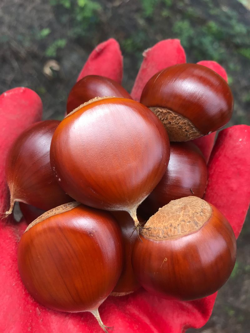 신연희님의 장터 판매 상품 [[판매완료] 부여알밤 4Kg] 첨부 사진