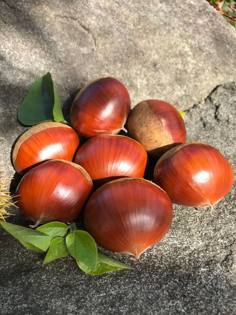 신연희님의 장터 판매 상품 [[판매완료] 부여알밤 4Kg] 첨부 사진