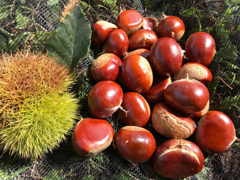 신연희님의 장터 판매 상품 [[판매완료] 부여알밤 4Kg] 첨부 사진