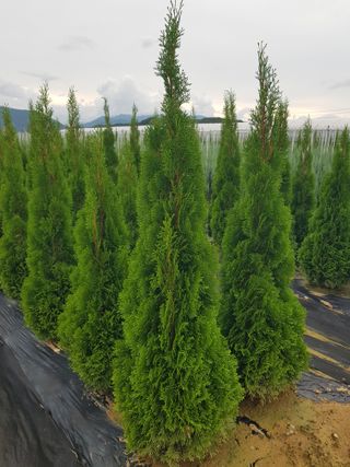 영천경마장조경수농원님의 10월 농사 성적 자랑하기 · 참여글 작성글 사진