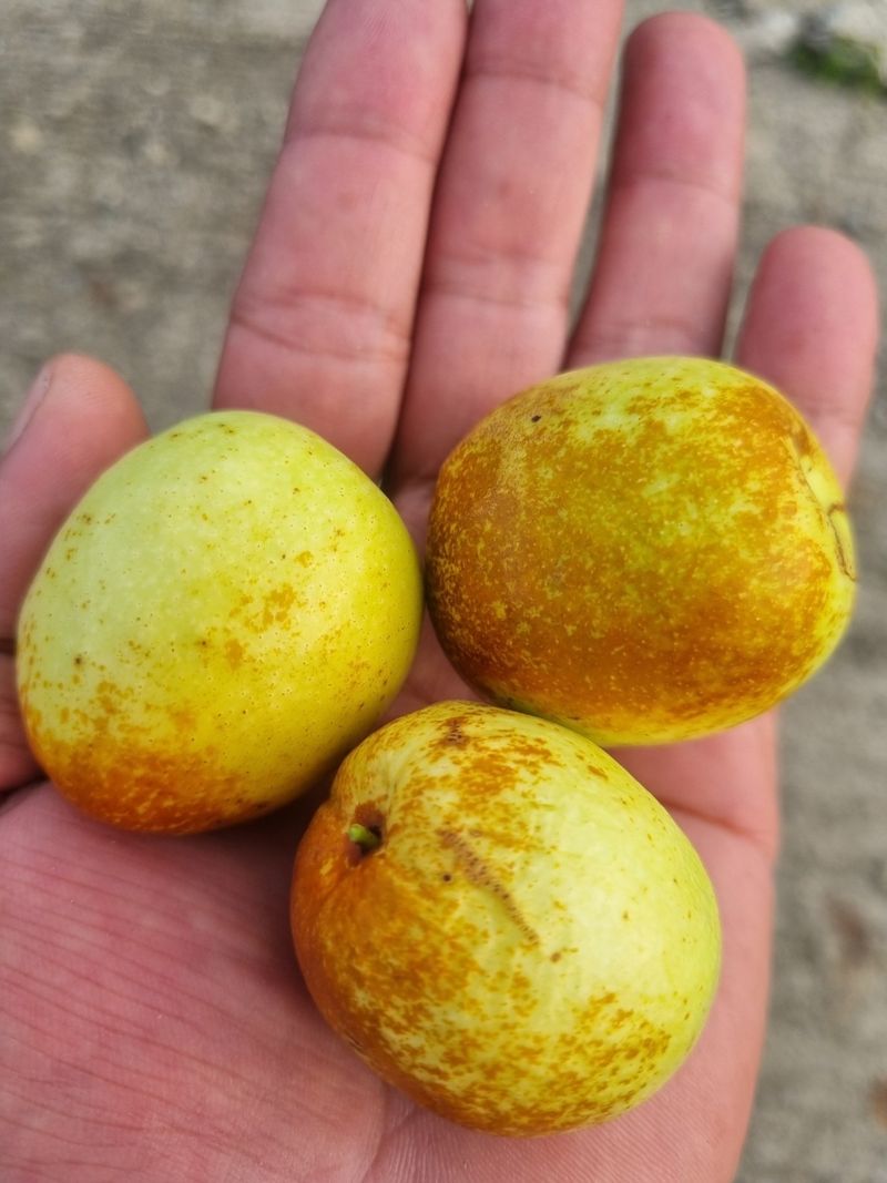 일심묘목농원님의 장터 판매 상품 [사과대추 3년생 결실주 분묘] 첨부 사진