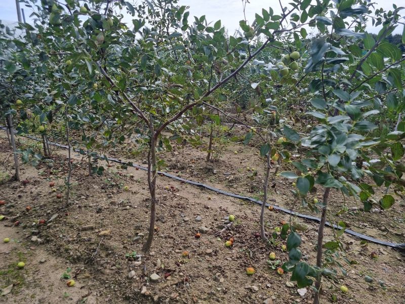 일심묘목농원님의 장터 판매 상품 [사과대추 3년생 결실주 분묘] 첨부 사진