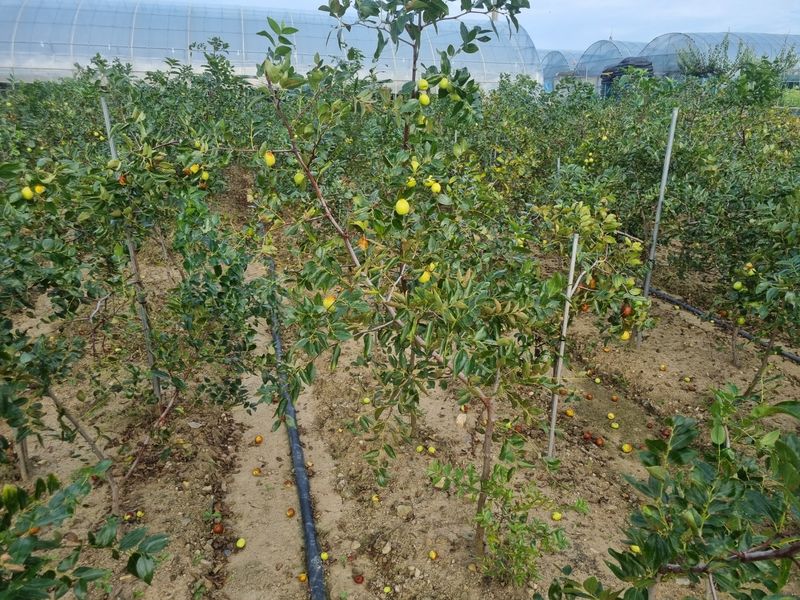 일심묘목농원님의 장터 판매 상품 [사과대추 3년생 결실주 분묘] 첨부 사진
