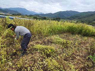 권춘화님의 들깨 · 자유게시판 작성글 사진