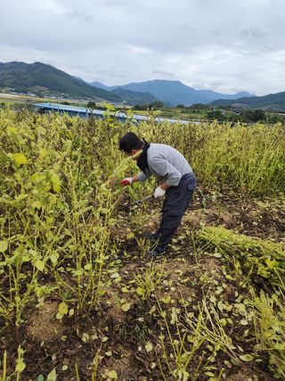 권춘화님의 들깨 · 자유게시판 작성글 사진