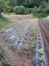 팜모닝 배추·영농일지 게시글 이미지