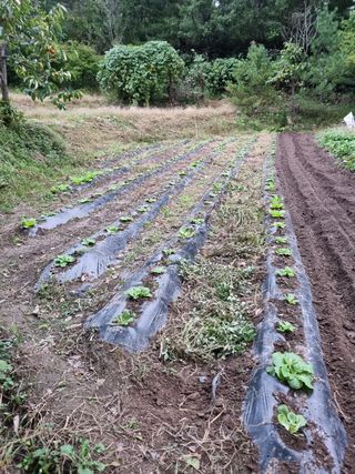 영자님의 배추 · 영농일지 작성글 사진