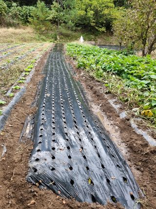영자님의 배추 · 영농일지 작성글 사진