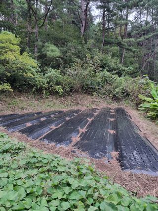 영자님의 배추 · 영농일지 작성글 사진