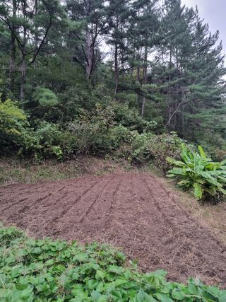 영자님의 배추 · 영농일지 작성글 사진