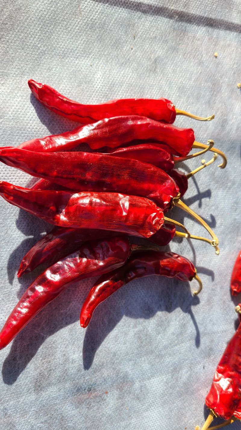 평창산들농장님의 장터 판매 상품 [태양초 청양고추가루 1근] 첨부 사진