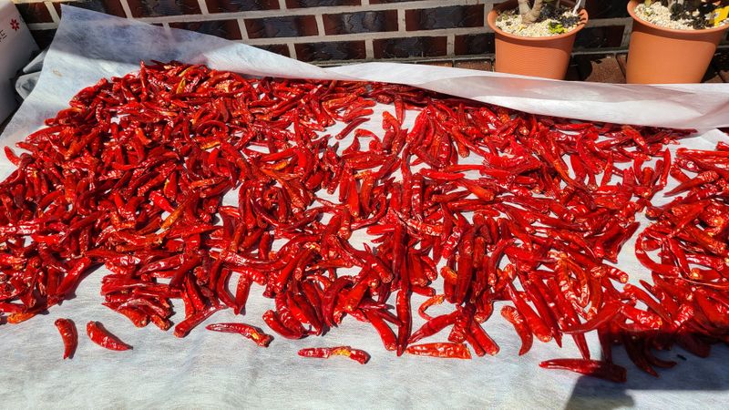 평창산들농장님의 장터 판매 상품 [태양초 청양고추가루 1근] 첨부 사진