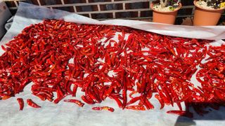 평창산들농장님의 작성글 사진