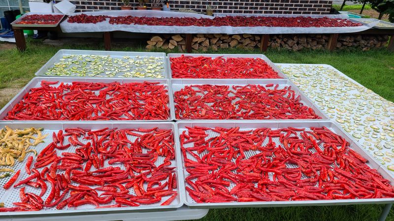 평창산들농장님의 장터 판매 상품 [태양초 청양고추가루 1근] 첨부 사진