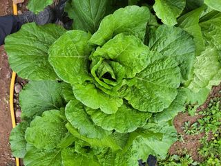 정자형님의 배추 · 병해충상담 작성글 사진