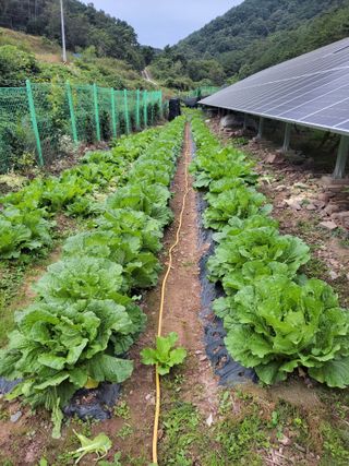 정자형님의 배추 · 병해충상담 작성글 사진