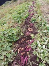 팜모닝 감자·자유게시판 게시글 이미지