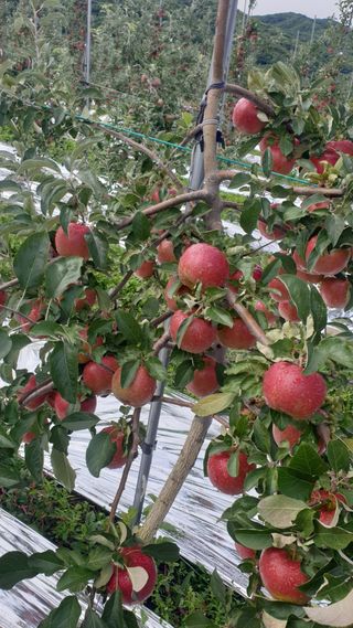 병풍취산채농원님의 사과 · 품종•종자 작성글 사진