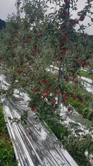 병풍취산채농원님의 사과 · 품종•종자 작성글 사진