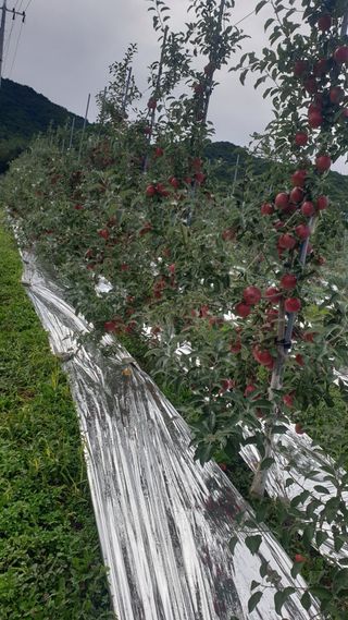 병풍취산채농원님의 사과 · 품종•종자 작성글 사진