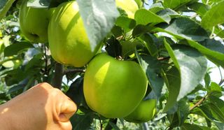 병풍취산채농원님의 사과 · 품종•종자 작성글 사진