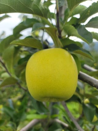 병풍취산채농원님의 사과 · 품종•종자 작성글 사진