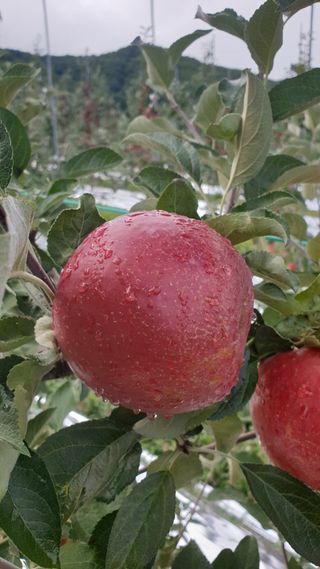 병풍취산채농원님의 사과 · 품종•종자 작성글 사진