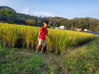 새싹농장님의 벼 · 영농일지 작성글 사진