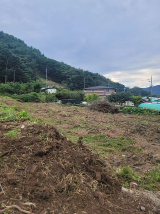 푸른눈늑대님의 자두 · 자유게시판 작성글 사진