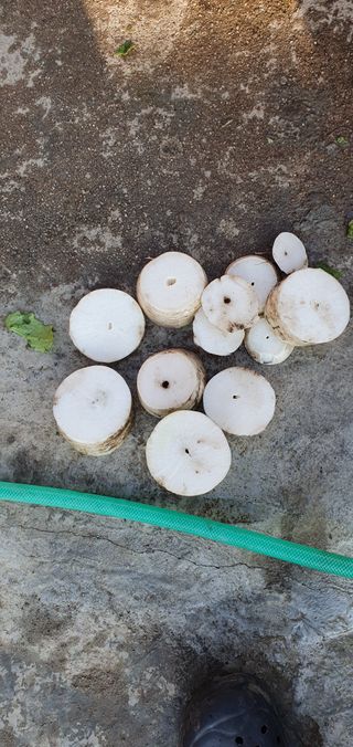 최고봉님최진홍님의 배추 · 병해충상담 작성글 사진