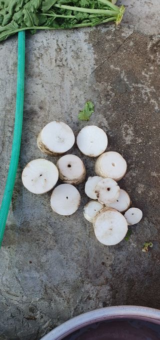 최고봉님최진홍님의 배추 · 병해충상담 작성글 사진