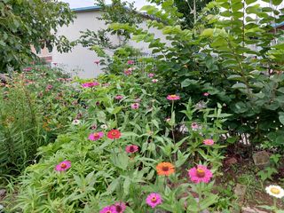 최낙원님의 참깨 · 자유게시판 작성글 사진