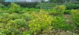 김순호님의 들깨 · 자유게시판 작성글 사진