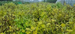 김순호님의 들깨 · 자유게시판 작성글 사진